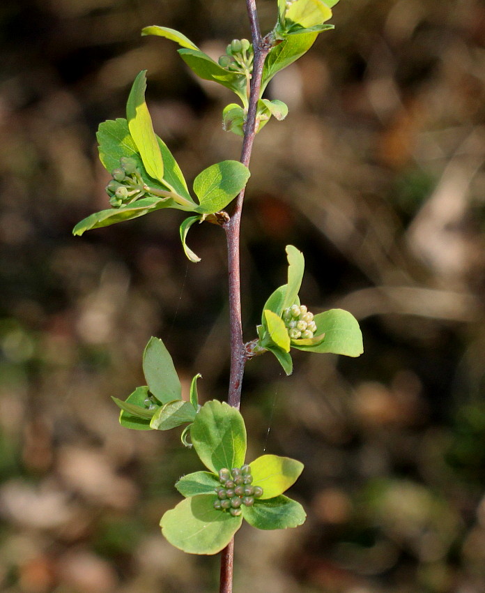 Image of Spiraea &times; vanhouttei specimen.