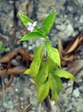 Pseuderanthemum crenulatum. Цветущее растение. Таиланд, остров Пханган. 23.06.2013.