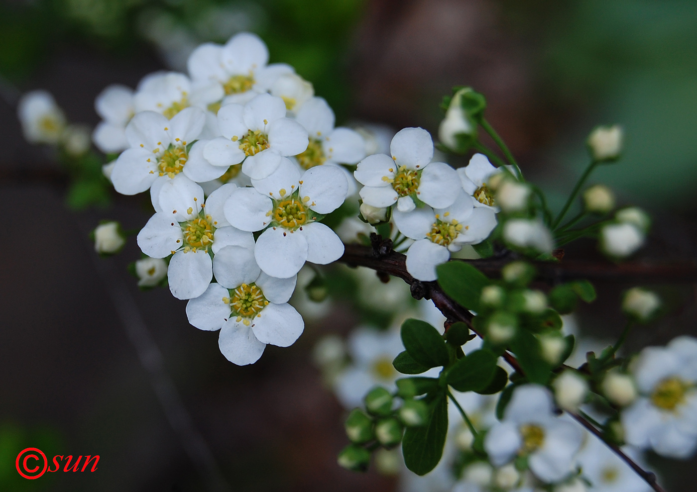 Image of Spiraea lanceolata specimen.