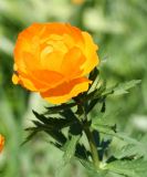 Trollius altaicus