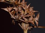 Damasonium alisma