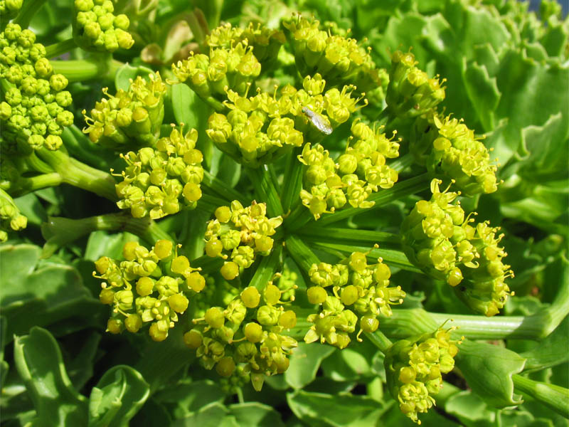 Image of Astydamia latifolia specimen.