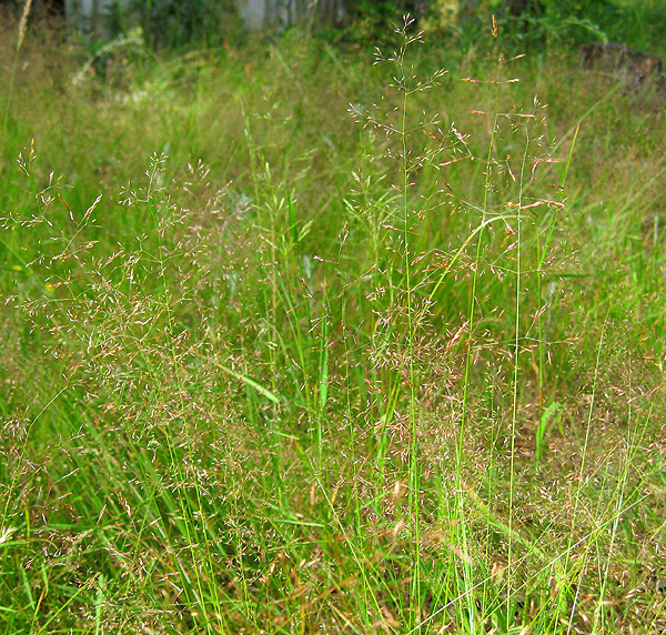 Изображение особи Agrostis tenuis.