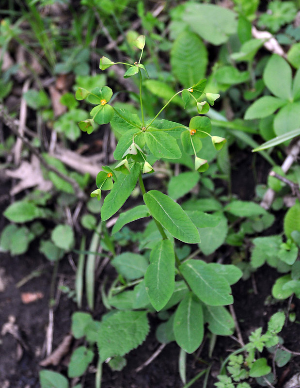 Image of Euphorbia squamosa specimen.