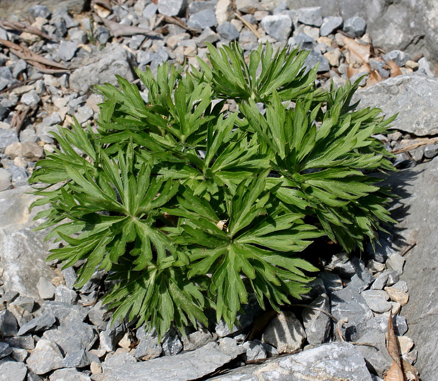 Image of genus Anemonastrum specimen.