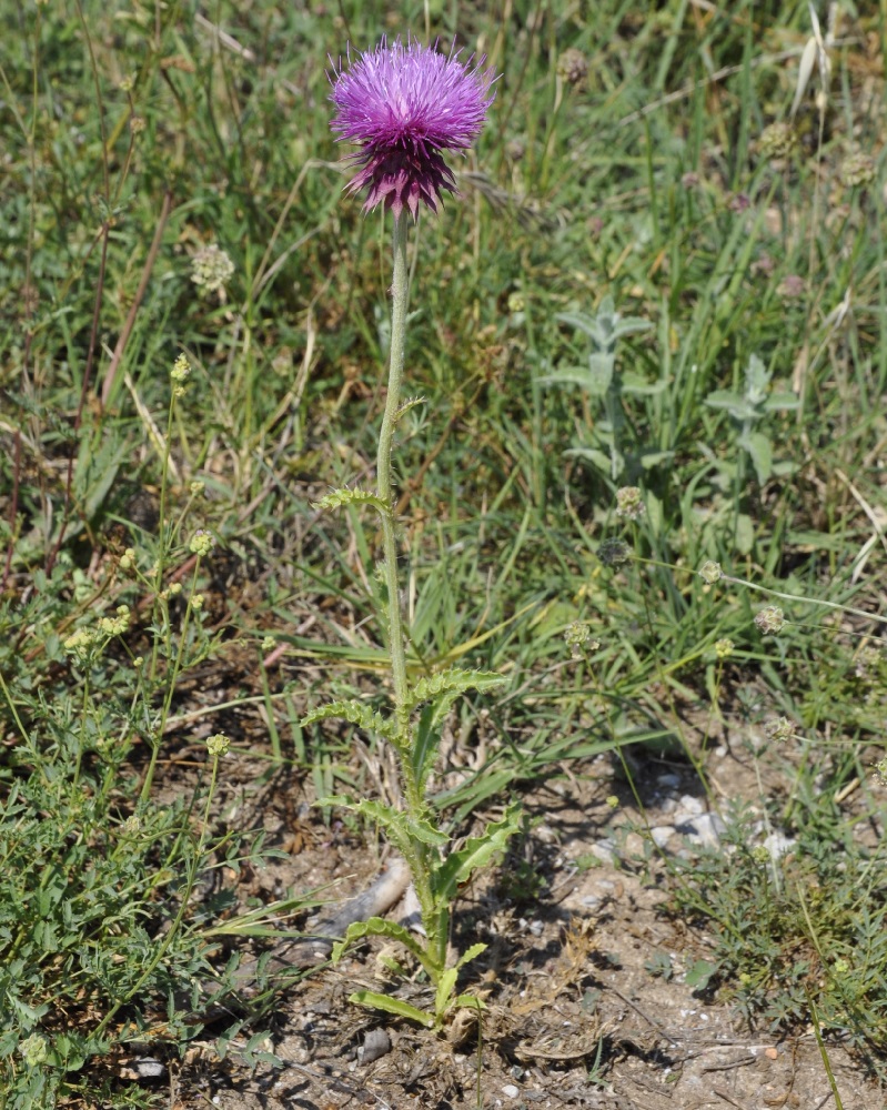 Image of Carduus thoermeri specimen.