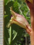 Orobanche alba. Цветок. Крым, Карадагский заповедник, гора Сюрю-Кая, остепненные склоны среди посадок сосны (паразитирует на Teucrium chamaedrys). 25 июня 2014 г.