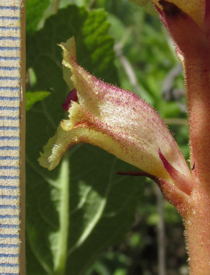 Изображение особи Orobanche alba.