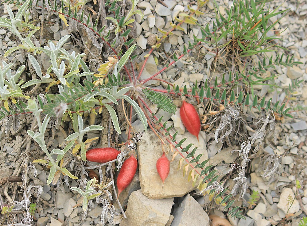 Image of Astragalus utriger specimen.