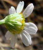 Anthemis dumetorum