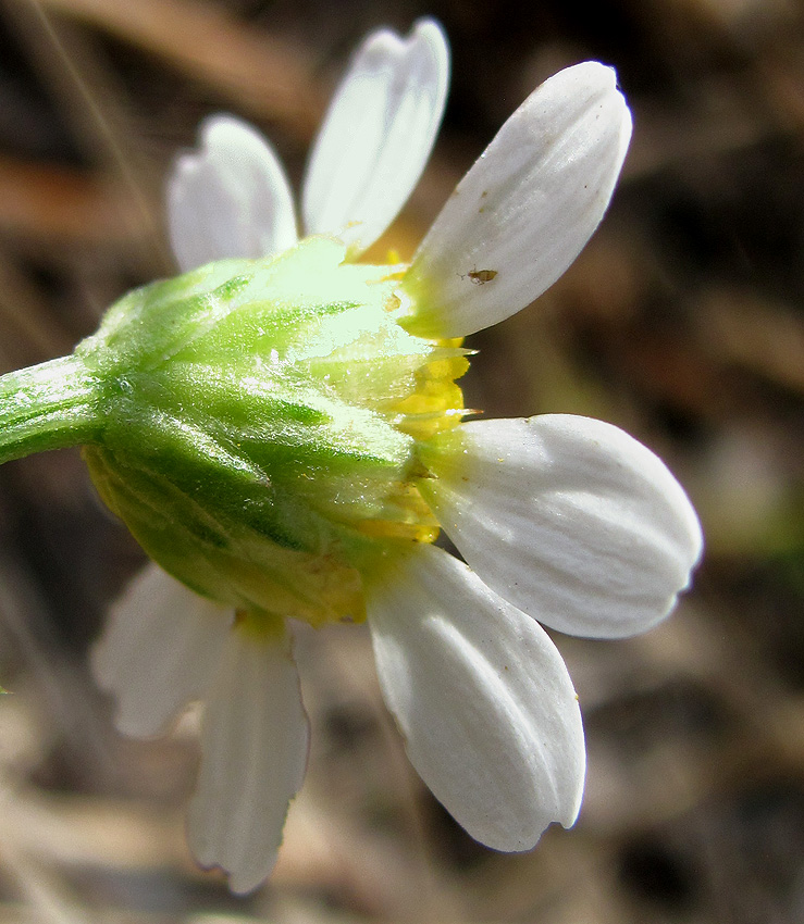 Изображение особи Anthemis dumetorum.