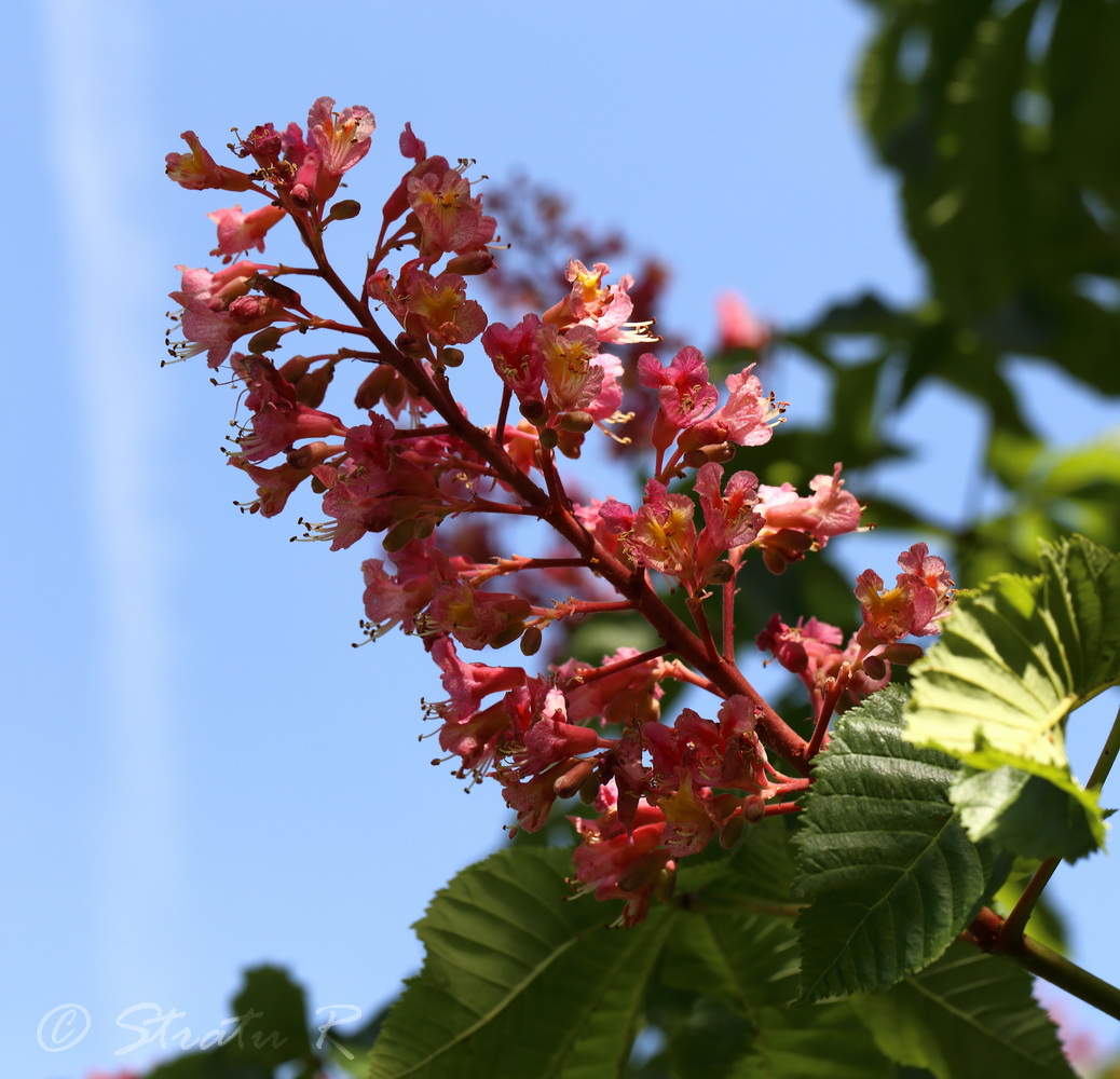 Image of Aesculus &times; carnea specimen.