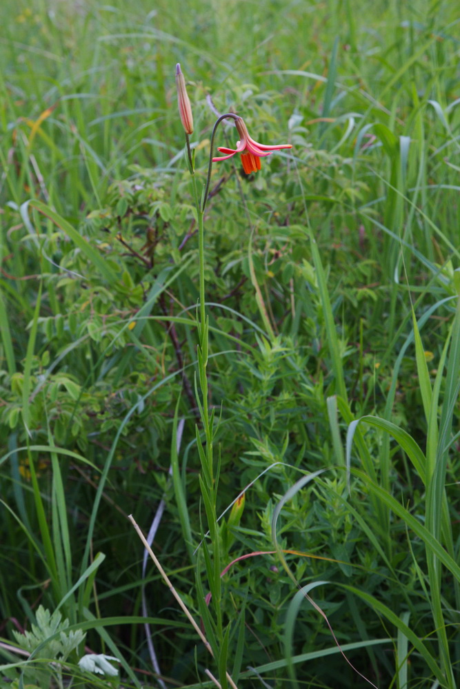 Изображение особи Lilium callosum.