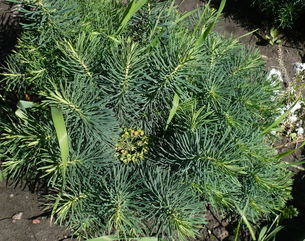 Изображение особи Euphorbia cyparissias.