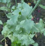 Papaver somniferum