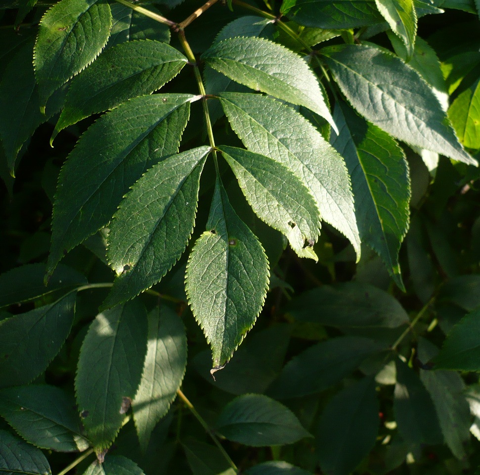 Image of Sambucus sibirica specimen.