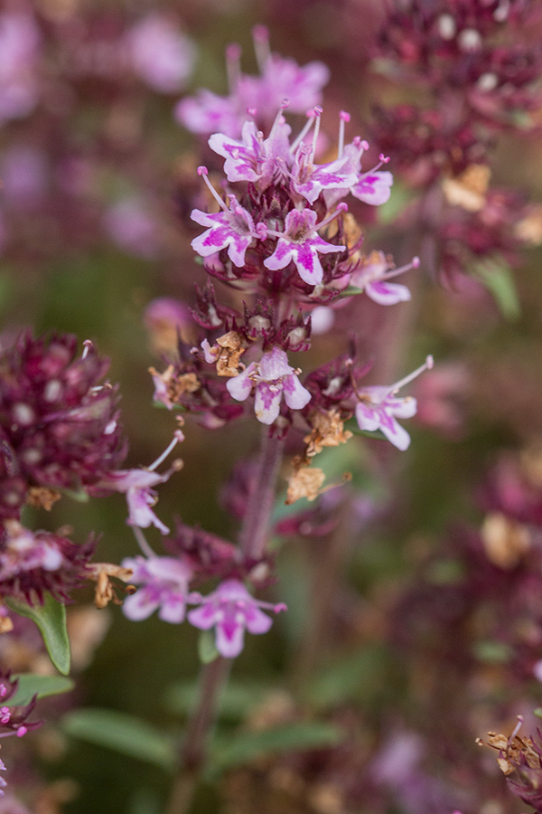 Изображение особи род Thymus.