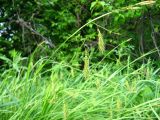 Carex arnellii. Верхушка побега с соцветиями. Кемеровская обл., окр. г. Кемерово. 03.06.2008.