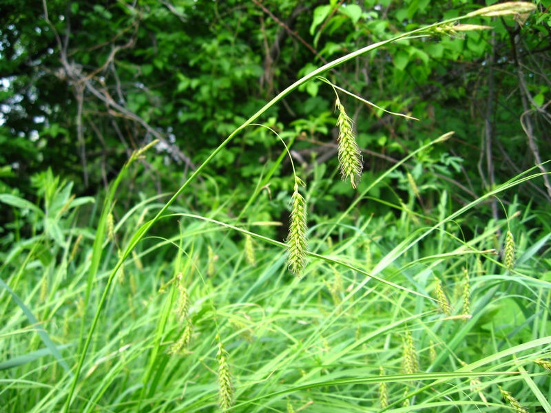 Изображение особи Carex arnellii.