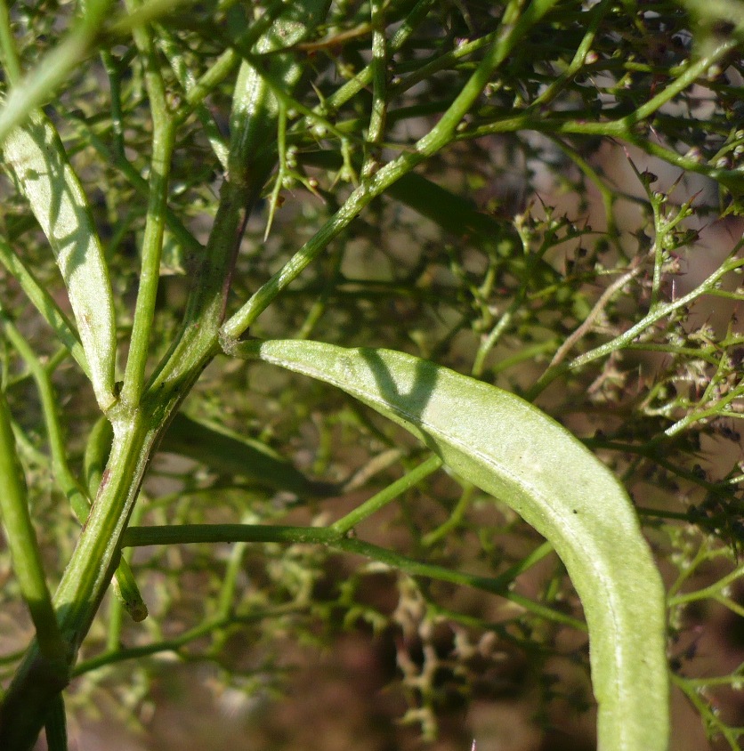 Изображение особи Teloxys aristata.