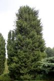 Cupressus × leylandii