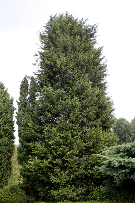 Изображение особи Cupressus &times; leylandii.