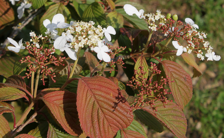 Image of Viburnum plicatum specimen.