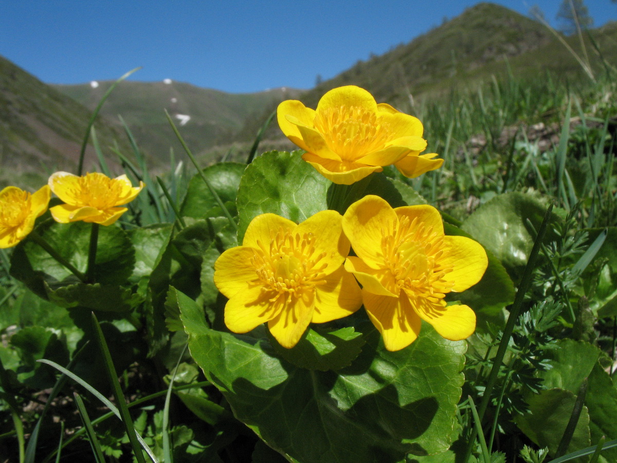 Изображение особи Caltha palustris.