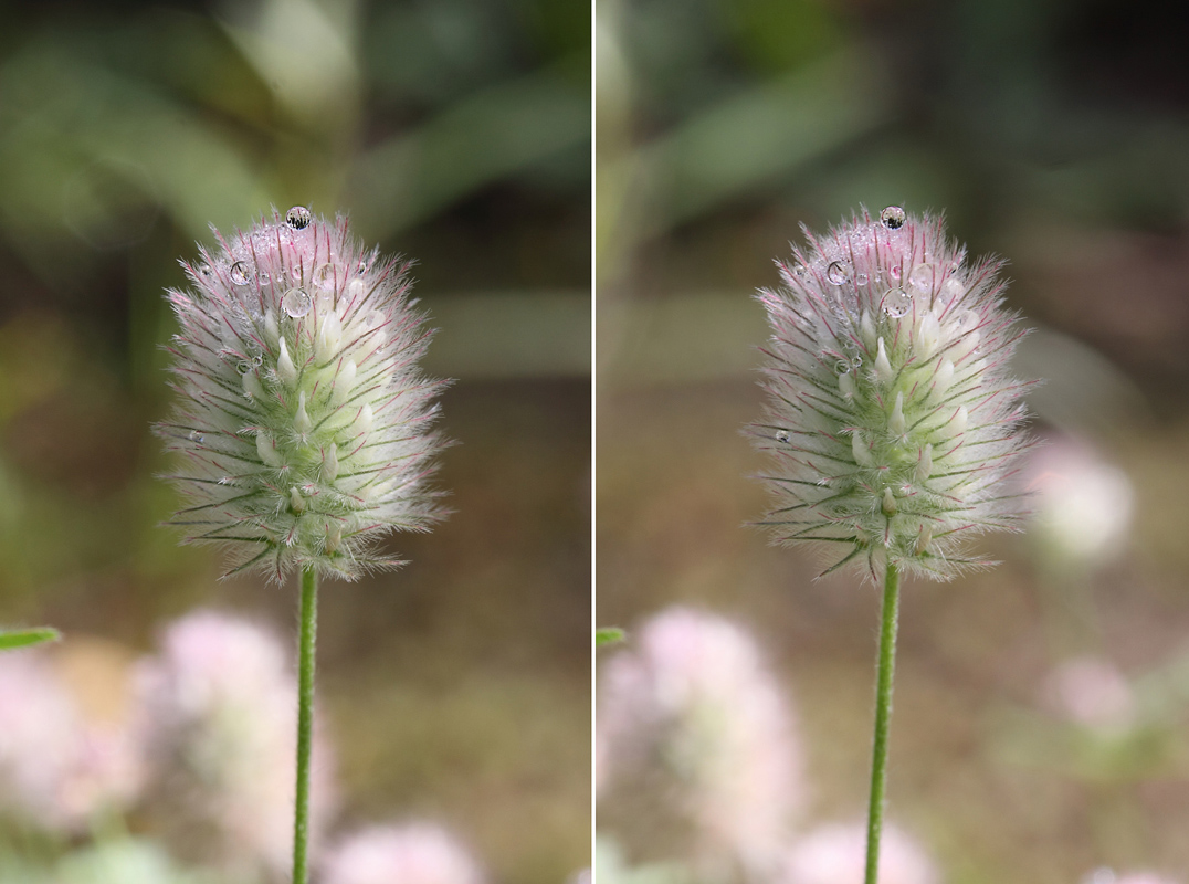 Image of Trifolium arvense specimen.
