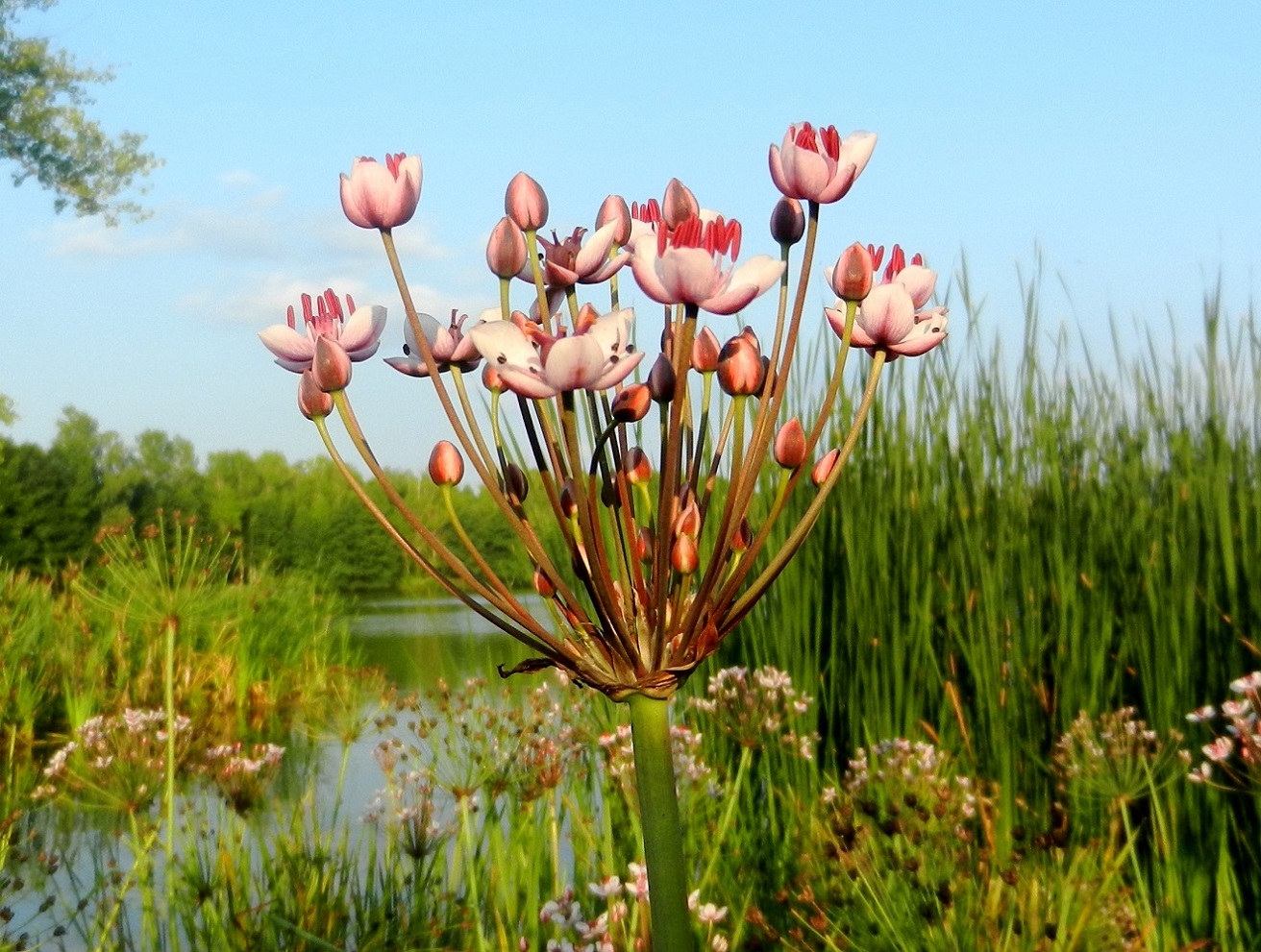 Изображение особи Butomus umbellatus.