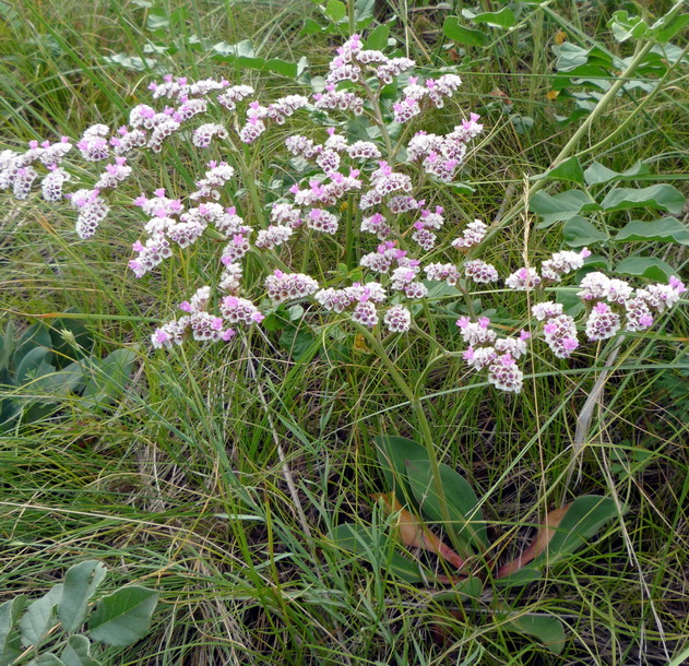 Изображение особи Goniolimon speciosum.