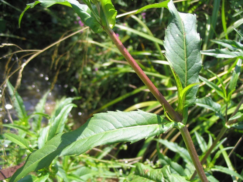 Image of Bidens cernua var. radiata specimen.