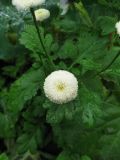 Pyrethrum parthenium