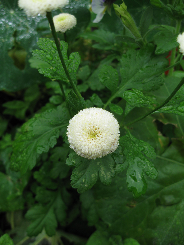 Изображение особи Pyrethrum parthenium.