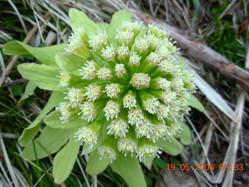 Изображение особи Petasites amplus.