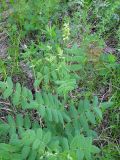 Astragalus frigidus. Побег с соцветием. Иркутская обл., г. Усть-Кут, р. Паниха. 21.06.2009.
