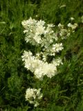 Filipendula vulgaris