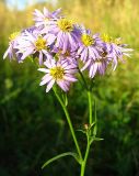 Tripolium pannonicum