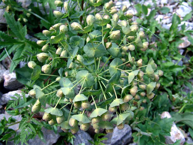 Image of Euphorbia glaberrima specimen.