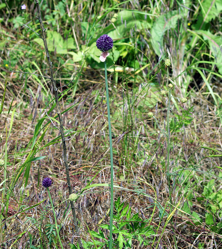 Image of Allium rotundum specimen.