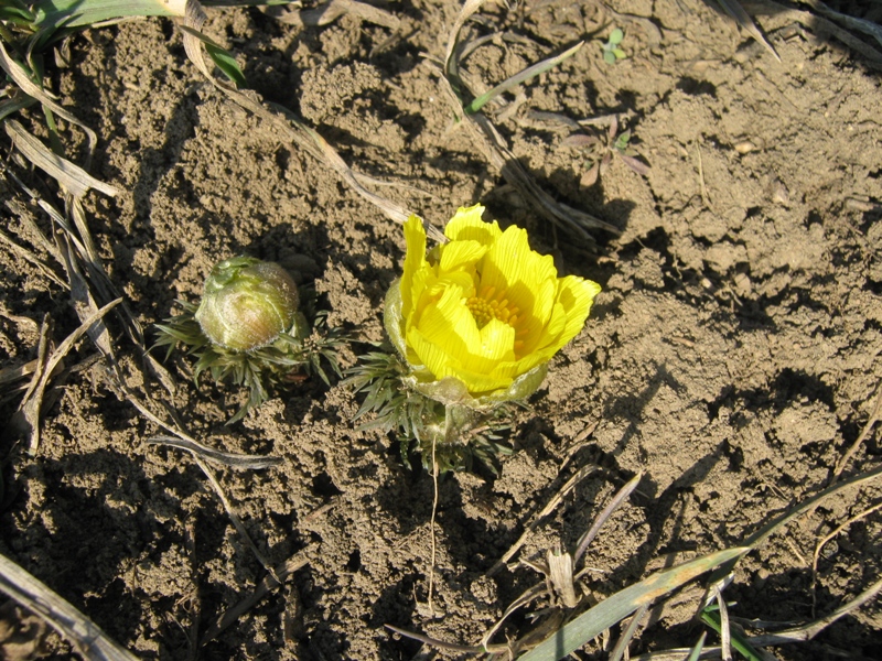 Image of Adonis volgensis specimen.