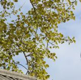 Populus &times; canescens