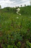 Thalictrum petaloideum. Цветущее растение. Алтайский край, Краснощековский р-н, с. Тигирек. 6 июня 2008 г.