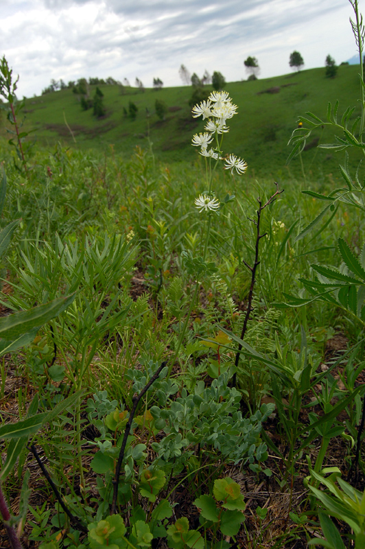 Изображение особи Thalictrum petaloideum.