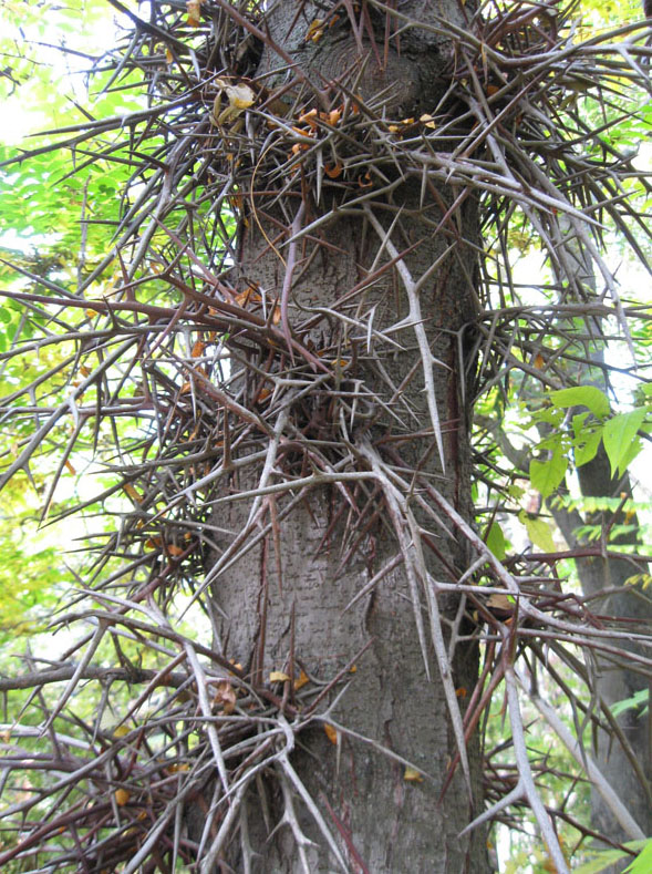 Image of Gleditsia triacanthos specimen.