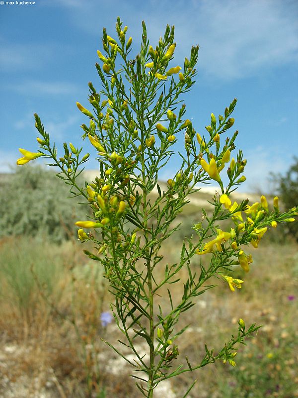 Image of Genista tanaitica specimen.