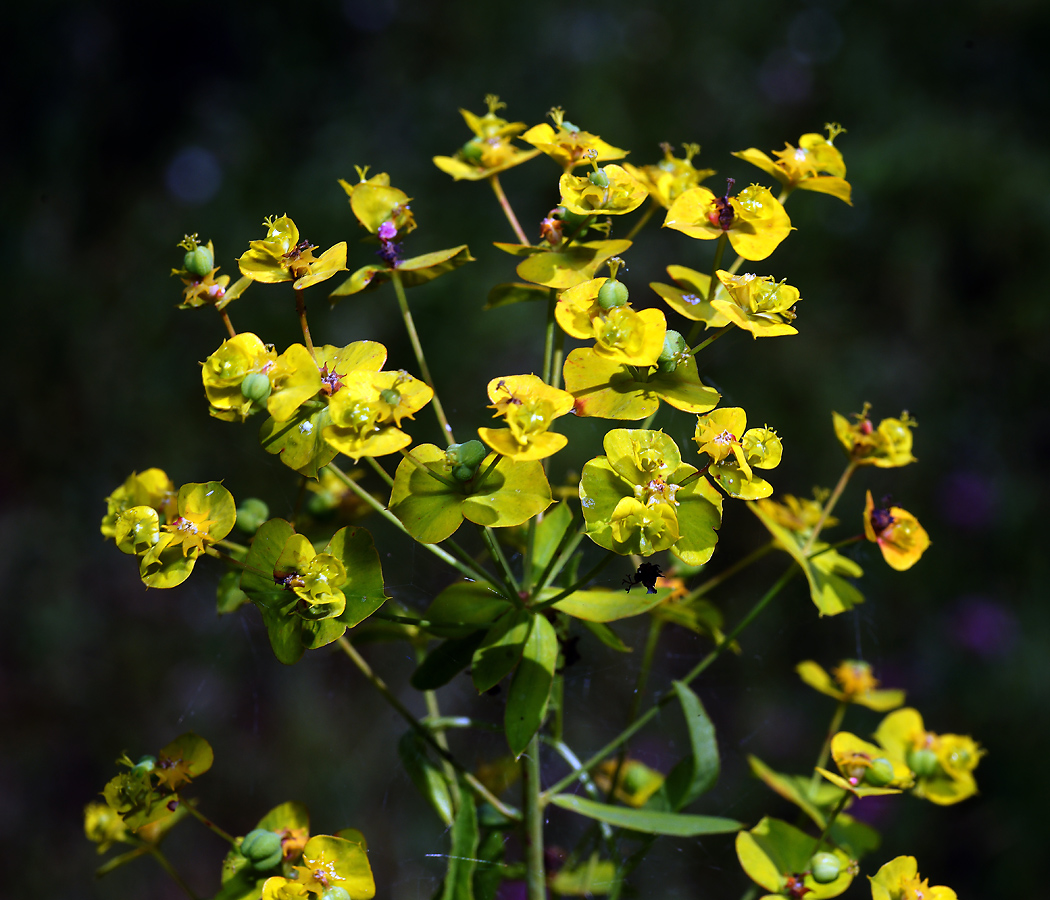 Изображение особи Euphorbia virgata.