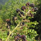 Rubus lloydianus. Соплодие. Краснодарский край, Абинский р-н, окр. станицы Шапсугская, мергелевый карьер. 23.08.2014.