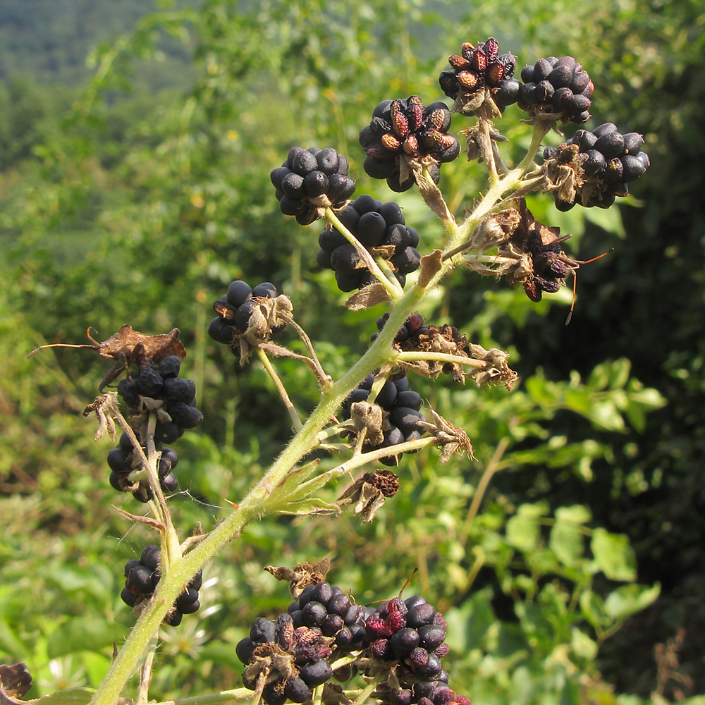 Image of Rubus lloydianus specimen.