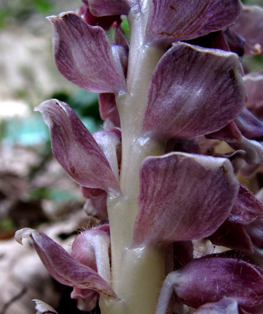 Изображение особи Lathraea squamaria.